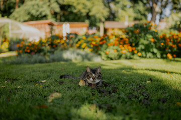 Small lovely house cat sitting in the middle of the garden green grass in the morning with flowers in the background