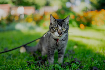 Lovely small cute striped cat on a home owner leash in green garden and flowers in the background