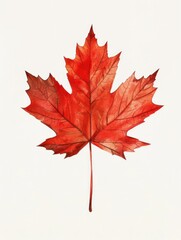 Autumn Leaf Maple Canada