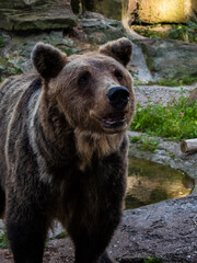 a big brown bear in zoo near puddle