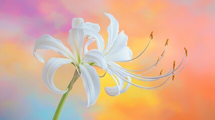 Canvas Print - Caribbean lily's unique blossom