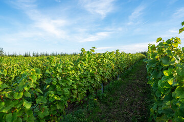 Grape bushes in the vineyard