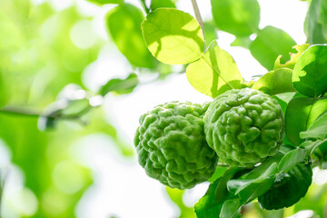 Bergamot, Fresh green bergamot fruit hanging from branch. bergamot tree garden and healthy food concept, group of bergamot,Bergamot medicinal plants with many