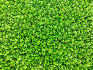 Wall Mural - Aerial view green mangrove forest. Natural carbon sinks. Mangroves trees capture CO2. Blue carbon ecosystems. Mangroves absorb carbon dioxide emissions and mitigating global warming. Green ecosystem.