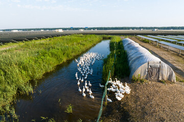 group of duck in field