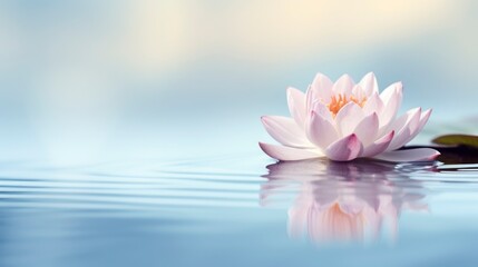 Wall Mural - Beautiful lotus flower on the water with copy space for background