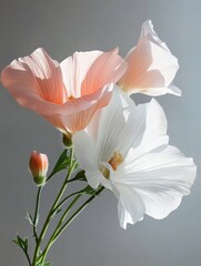 Canvas Print - A close-up photograph showcasing three delicate flowers, two in soft pink and one in pure white, set against a simple gray backdrop. The flowers are in full bloom, their petals unfurling gracefully. T