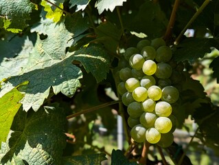 bunch of grapes (kakheti, georgia)