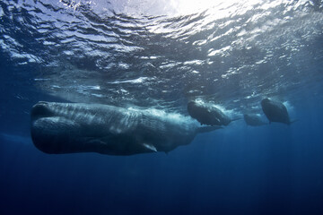 Wall Mural - Sperm whale near the surface. Diving with whales. The biggest teeth animal on the Earth.