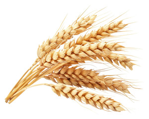 A bundle of golden wheat stalks, symbolizing agriculture and harvest.