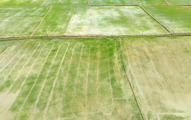 Methane emission from rice farming  from traditional flooded-field.