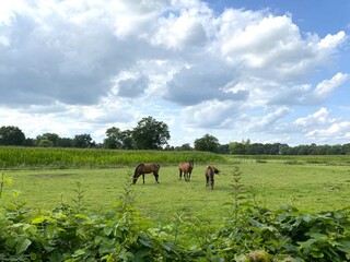 Horses grazing in a meadow with blue sky