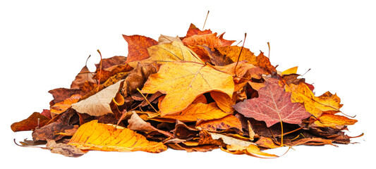 Colorful autumn leaves piled isolated on transparent background