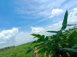 Blue sky and beautiful cloud with meadow tree. Plain landscape background for summer poster. The best view for holiday.