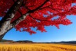 © Thanyarat - Enchanting Autumn Red, Breezy, and Countryside shown in a rural landscape where the red leaves of the trees flutter in the breeze, creating a vibrant contrast against the clear blue sky