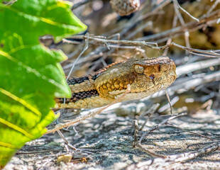 Wall Mural - timber rattlesnake