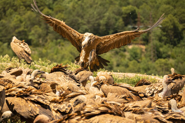 Close-up of a Griffon vulture (Eurasion griffon, Gyps fulvus) on final approach to landing