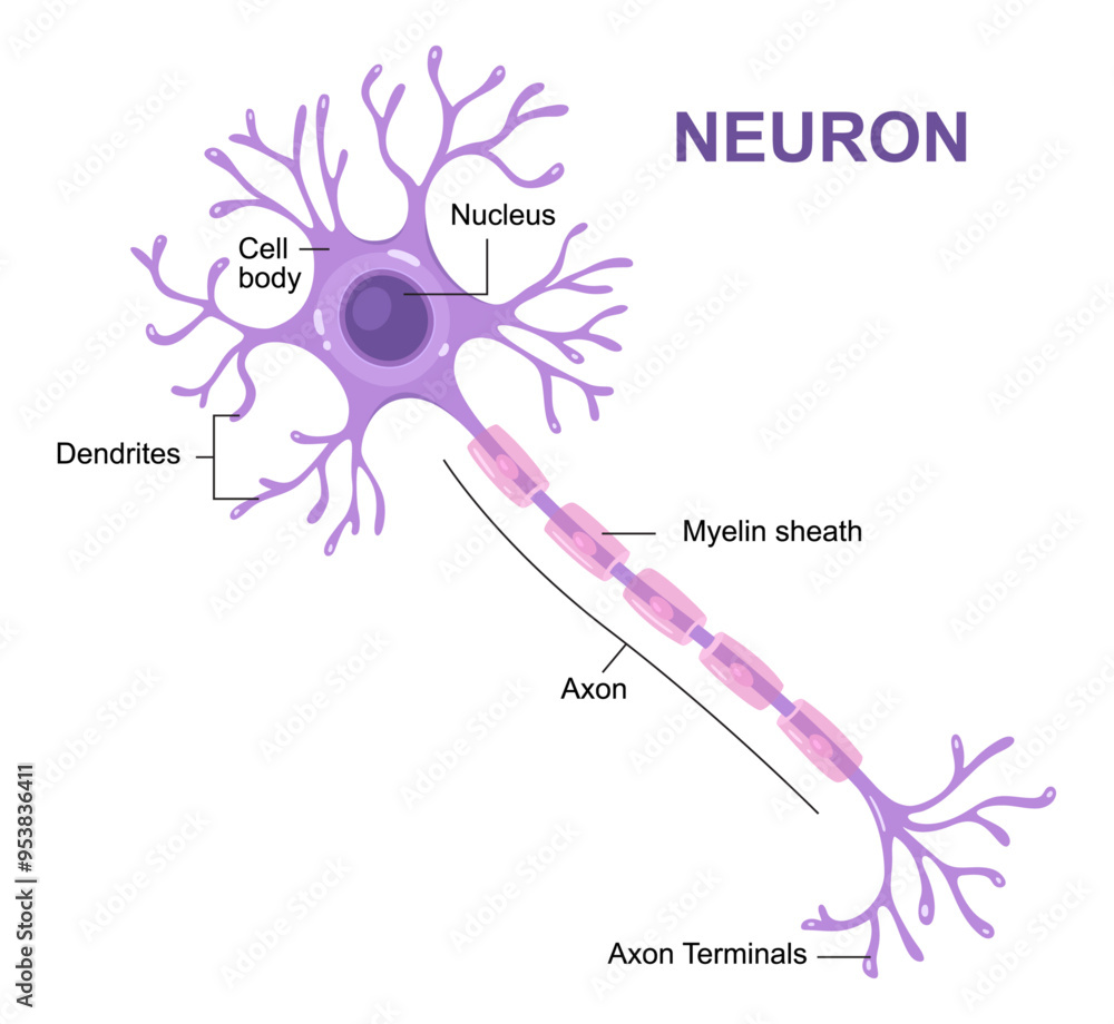 Vector infographic of neuron anatomy. Axon, myelin sheat, dendrites ...