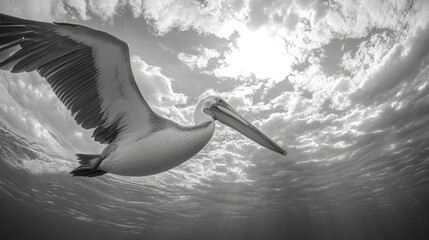 Pelican in flight