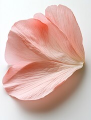 Canvas Print - close up of a single rose petal in pink color isolated on white bakground