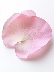 Canvas Print - close up of a single rose petal in pink color isolated on white bakground