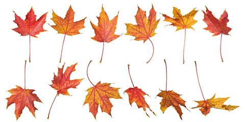 Wall Mural - twelve red autumn leaves of maple tree on white
