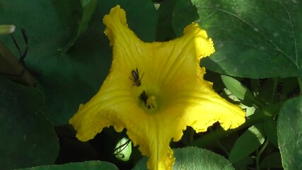 Wall Mural - two bees in a zucchini flower, one walking a weird route