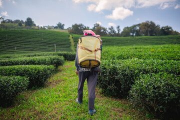 Tea worker are  working in a tea plantation carries a large basket on their back for collecting tea leaves appears to be in a rural, mountainous area, with a sense of teamwork and agriculture business