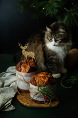 still life with fluffy cat and two homemade christmas panettone, made as holiday gift with golden de