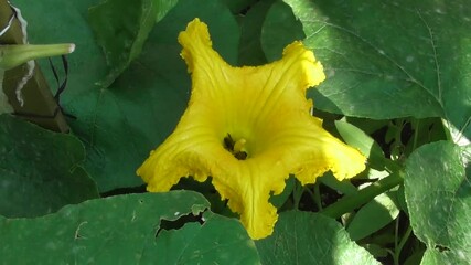 Wall Mural - two bees in a zucchini flower