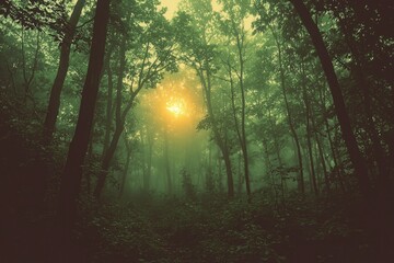 Poster - Sunlit Path Through Misty Forest