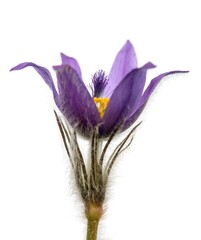 Wall Mural - greater pasqueflower isolated on white background