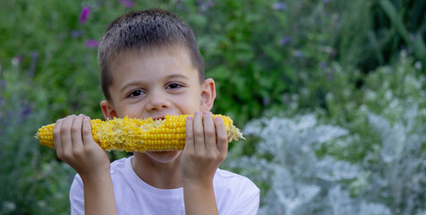 Wall Mural - a boy eats corn. Selective focus