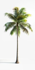 Wall Mural - A tall palm tree stands alone in a white background. The tree is the main focus of the image, and its height and slender trunk create a sense of grandeur and majesty