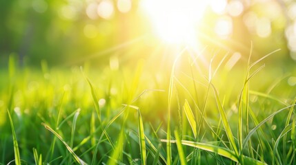 Canvas Print - Sunlit Grass Blades