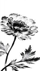 Wall Mural - Black and White Hand Drawn Flower Illustration