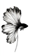 Wall Mural - Black and White Line Art Illustration of a Betta Fish