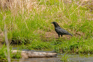 Canvas Print - The American crow (Corvus brachyrhynchos),  large, intelligent, all-black birds with hoarse, cawing voices. 