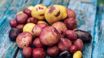 organic potatoes colorful fresh close-up, potato tubers