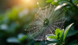 © sanart design - A detailed spider web with water droplets, surrounded by blurred green foliage in the background