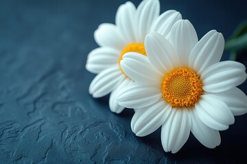 Two white flowers with yellow centers are placed on a dark blue background