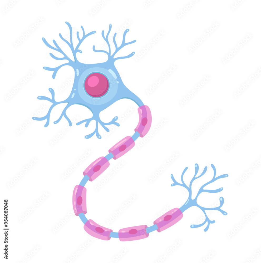 Vector Illustration of neuron anatomy Stock Vector | Adobe Stock