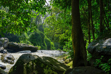 Wall Mural - Tropical jungles  of Southeast Asia