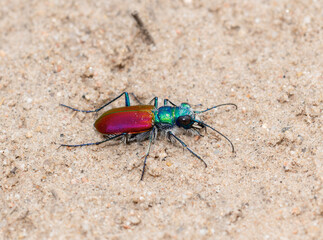 A Festive Tiger Beetle Cicindela scutellaris on sandy ground in Colorado with vibrant colors