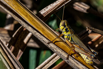 Canvas Print - close up of a grasshopper