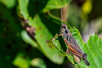 Canvas Print - grasshopper on a leaf