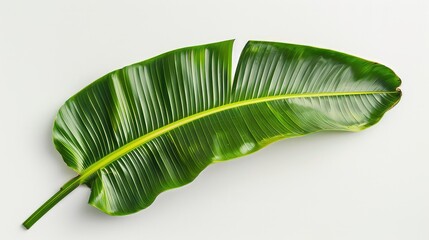 Wall Mural - Single tropical green leaf on white background.