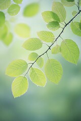 Sticker - Morning dew sparkles on leaves as the gentle light of sunrise filters through the forest, creating a serene and enchanting atmosphere.