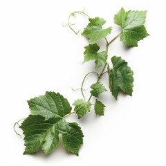 Grape plant leaf vine over white background