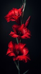 A dark red gladiolus displays large flowers on a black background. The flowers contrast sharply with the depth of the colors and the dramatic beauty of the flowers.